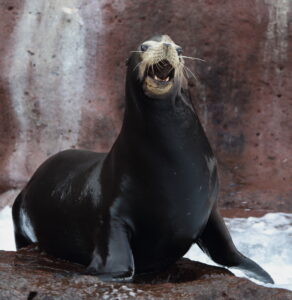 California Sea Lion, Mexico 2022