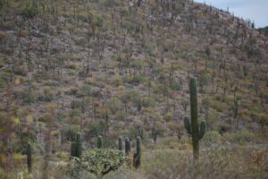 Cardon Cacti, Mexico 2022