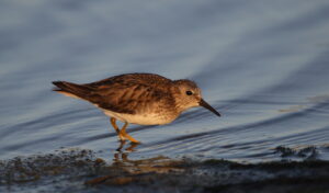 Least Sandpiper, Mexico 2022