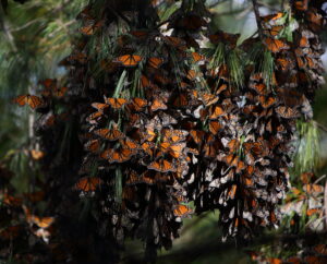 Monarch Butterflies, Mexico 2022