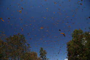 Monarch Butterflies, Mexico 2022