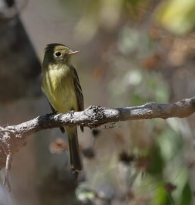Pacific Slope Flycatcher, Mexico 2022