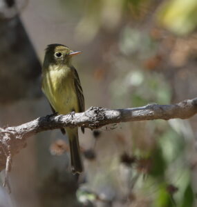 Western Flycatcher, Mexico 2022