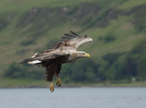 White-tailed Eagle, Hebrides 2022