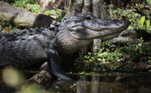 Alligator, Florida 2022