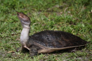 Softshell Turtle, Florida 2022