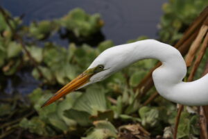 Great Egret, Florida 2009