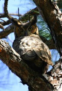 Great Horned Owl, Florida 2007