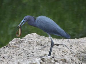 Little Blue Heron, Florida 2009
