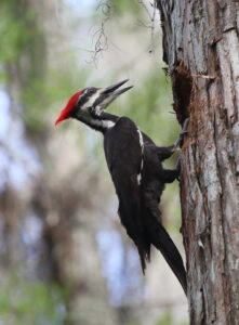 Pileated Woodpecker, Florida 2022