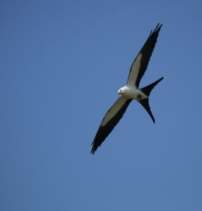 Swallow-tailed Kite, Florida 2022