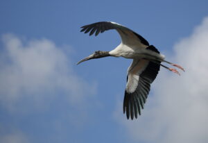Wood Stork, Florida 2022