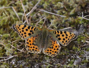 Queen of Spain Fritillary, Falsterbo 2022
