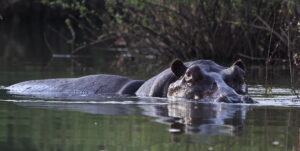 Hippo, Senegal 2014