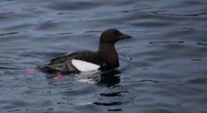 Black Guillemot, Hebrides 2022