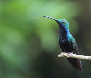 Black-throated Mango, Iguazu Falls 2016