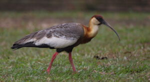 Buff-necked Ibis, The Pantanal 2015