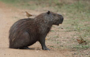 Capybara & Rufous Hornero, The Pantanal 2015