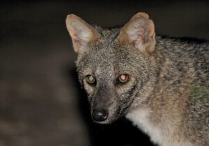 Crab-eating Fox, The Pantanal 2015