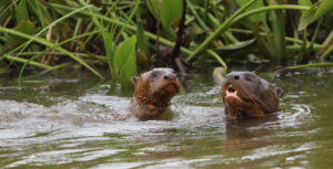 Giant River Otters, The Pantanal 2015