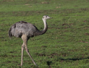 Greater Rhea, The Pantanal 2015