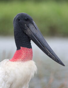 Jabiru Stork, The Pantanal 2015