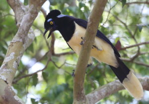 Plush-crested Jay, Iguazu Falls 2016