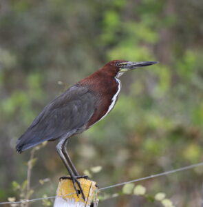 Rufescent Tiger Heron, The Pantanal 2015