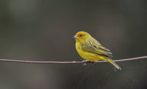 Saffron Finch, The Pantanal 2015