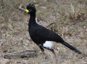 Bare-faced Curassow, The Pantanal 2015