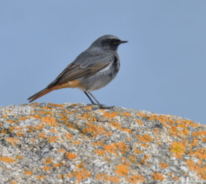 Black Redstart, Scilly 2023