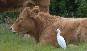 Cattle Egret, Scilly 2023