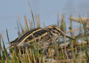 Jack Snipe, Scilly 2023