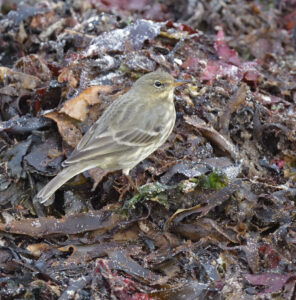 Rock Pipit, Scilly 2023