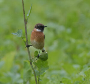 Stonechat, Scilly 2023