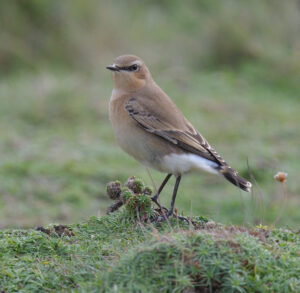 Wheatear, Scilly 2023
