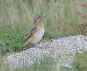 Wryneck, Scilly 2023