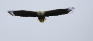 White-tailed Eagle, Hebrides 2021