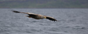White-tailed Eagle, Hebrides 2021