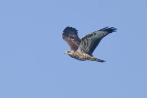 Honey Buzzard © Christopher Hall