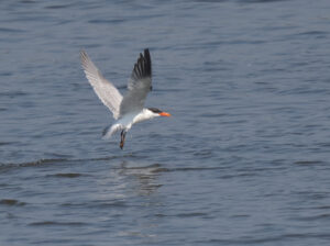 Caspian Tern