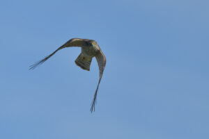 Sparrowhawk