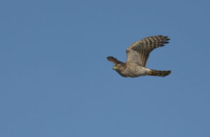 Sparrowhawk