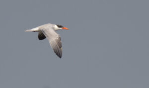 Caspian Tern, Falsterbo 2024