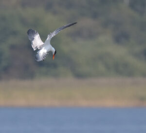 Caspian Tern, Falsterbo 2024