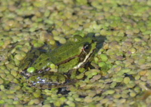 Edible Frog, Falsterbo 2024
