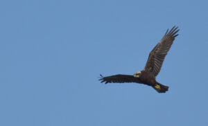 Marsh Harrier, Falsterbo 2024