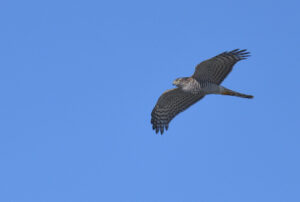 Sparrowhawk, Falsterbo 2024