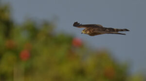 Sparrowhawk, Falsterbo 2024