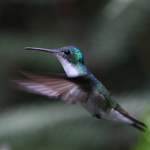 Andean Emerald_6188